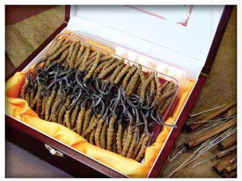 伊春冬虫夏草回收